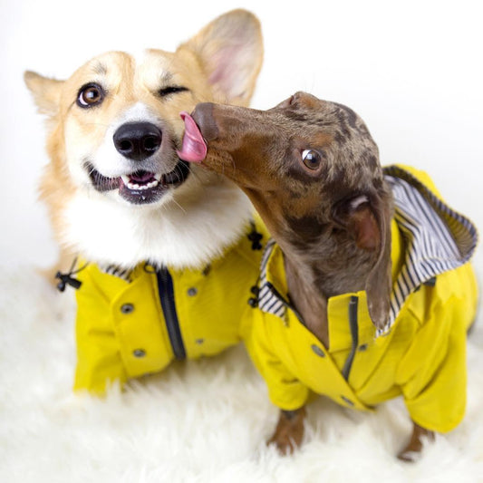 Classic British Style Dog Raincoat - Stylish And Functional Pet Clothes For Rainy Days-1