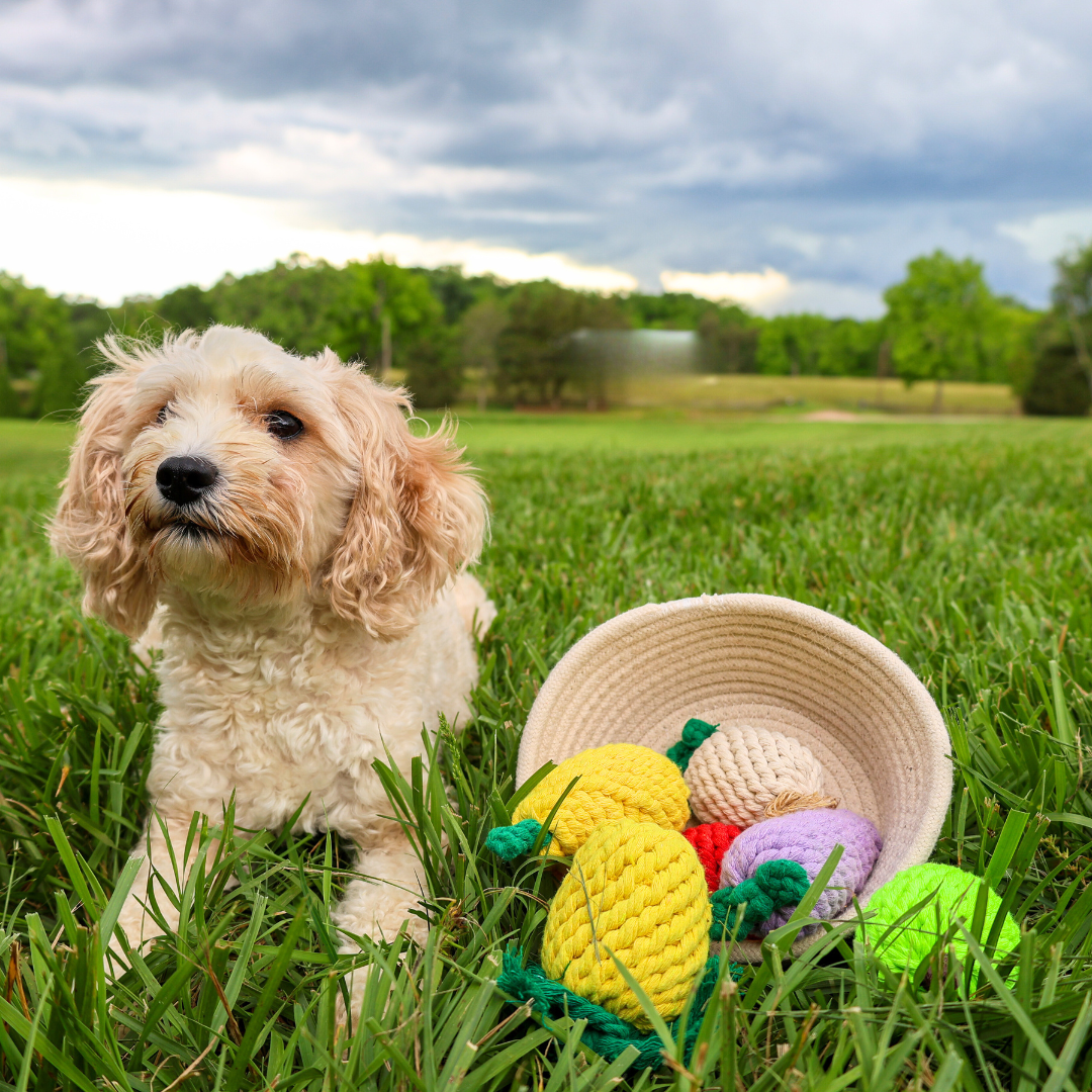 Fruity Delights handcrafted artisan rope dog toys - The Crazy Dog Shop 