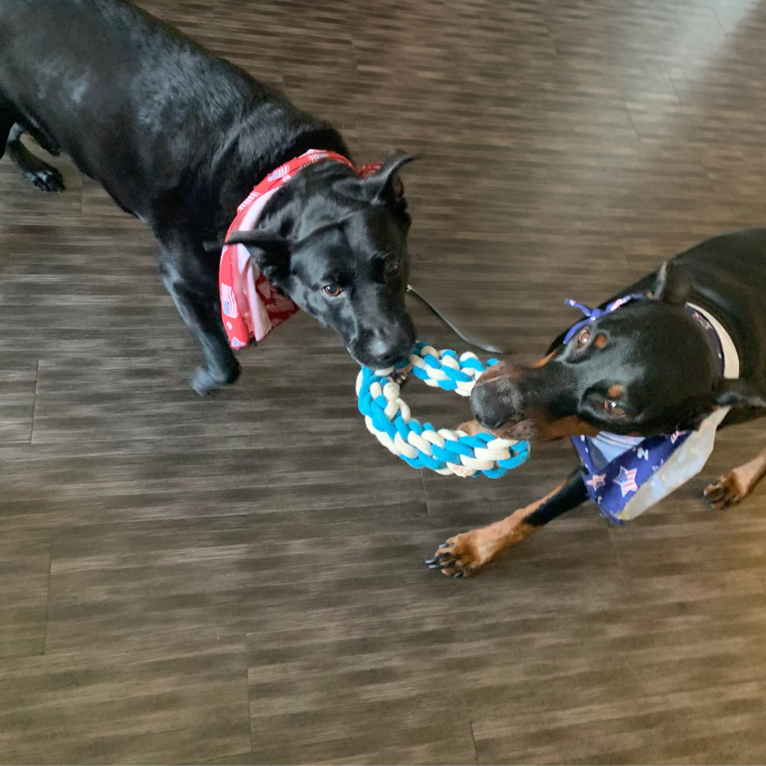 Sky and Cloud rope tug toy set for dogs - The Crazy Dog Shop 